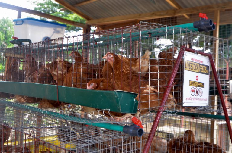 Cross section of the Poultry Farm donated by Livestock Feeds Plc