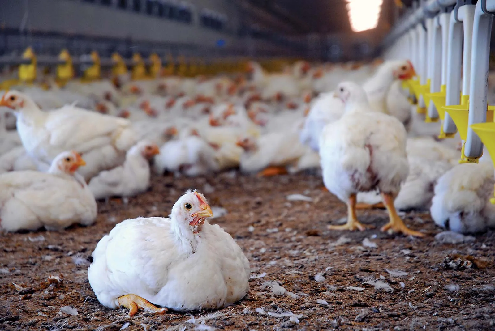 How to start a poultry farm in Nigeria Livestock Feeds